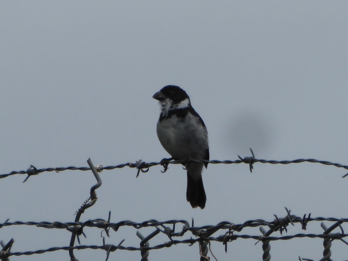 Wing-barred Seedeater (Caqueta) - ML111867051