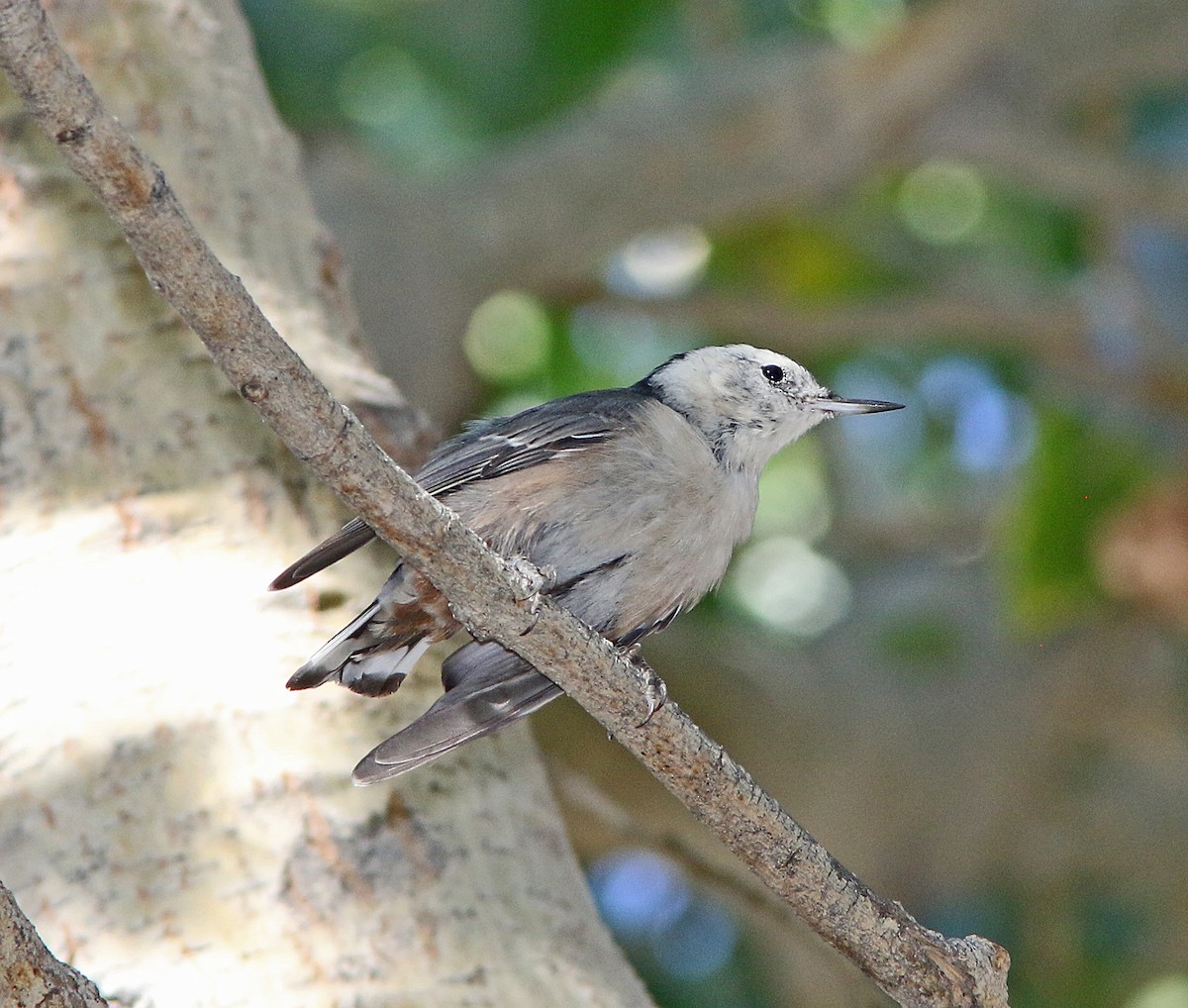 White-breasted Nuthatch - Stephen Myers