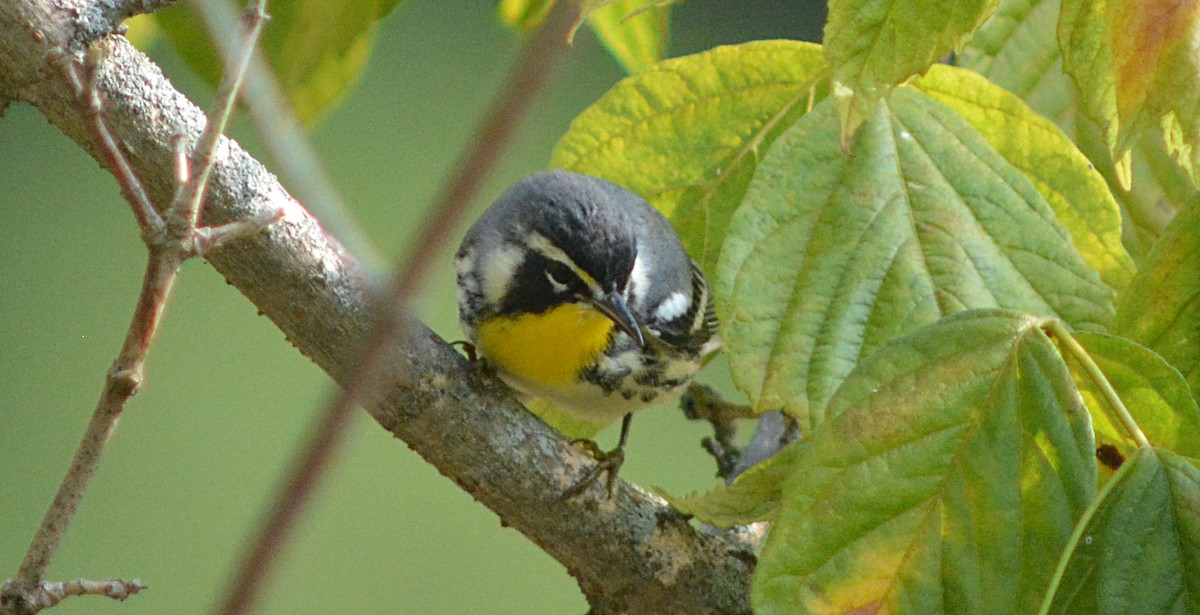 Yellow-throated Warbler - Carl Winstead