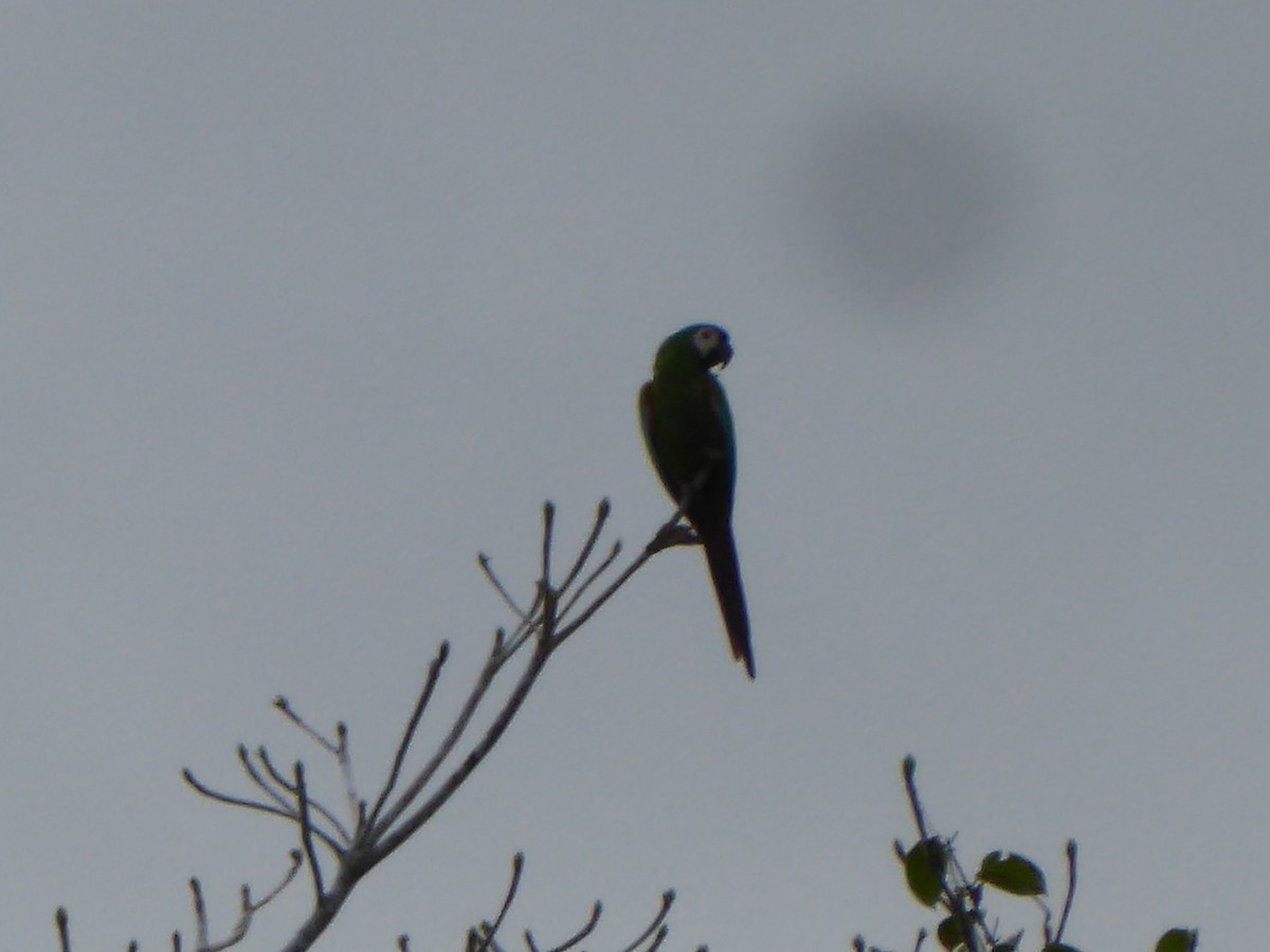 Chestnut-fronted Macaw - ML111870141