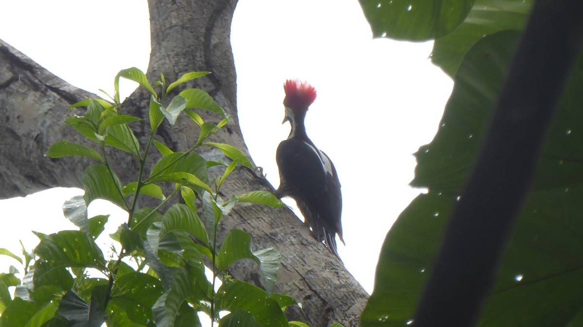 Crimson-crested Woodpecker - ML111873801