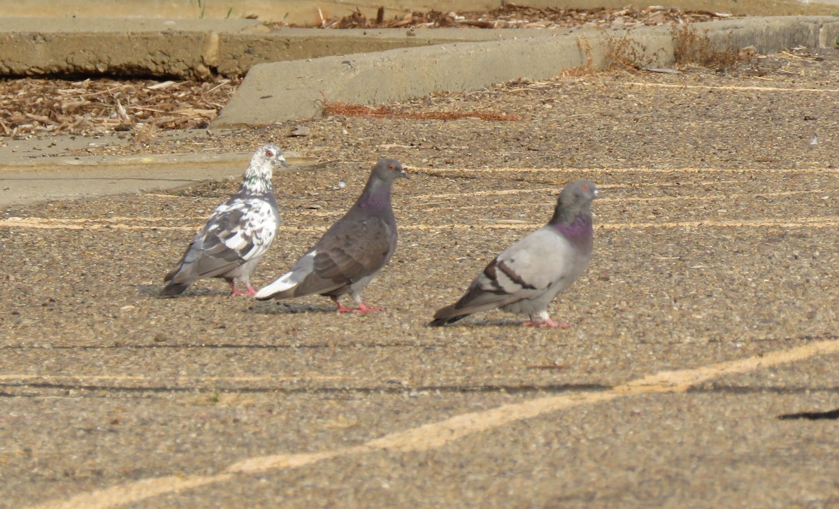 Rock Pigeon (Feral Pigeon) - ML111877481