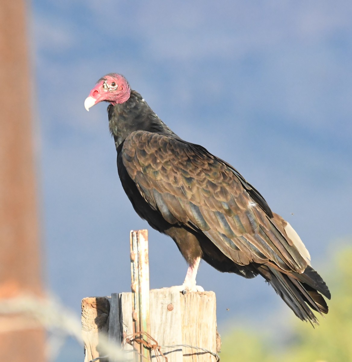 Turkey Vulture - Neil Wingert