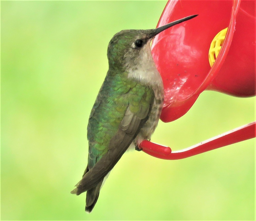 Ruby-throated Hummingbird - ML111878891