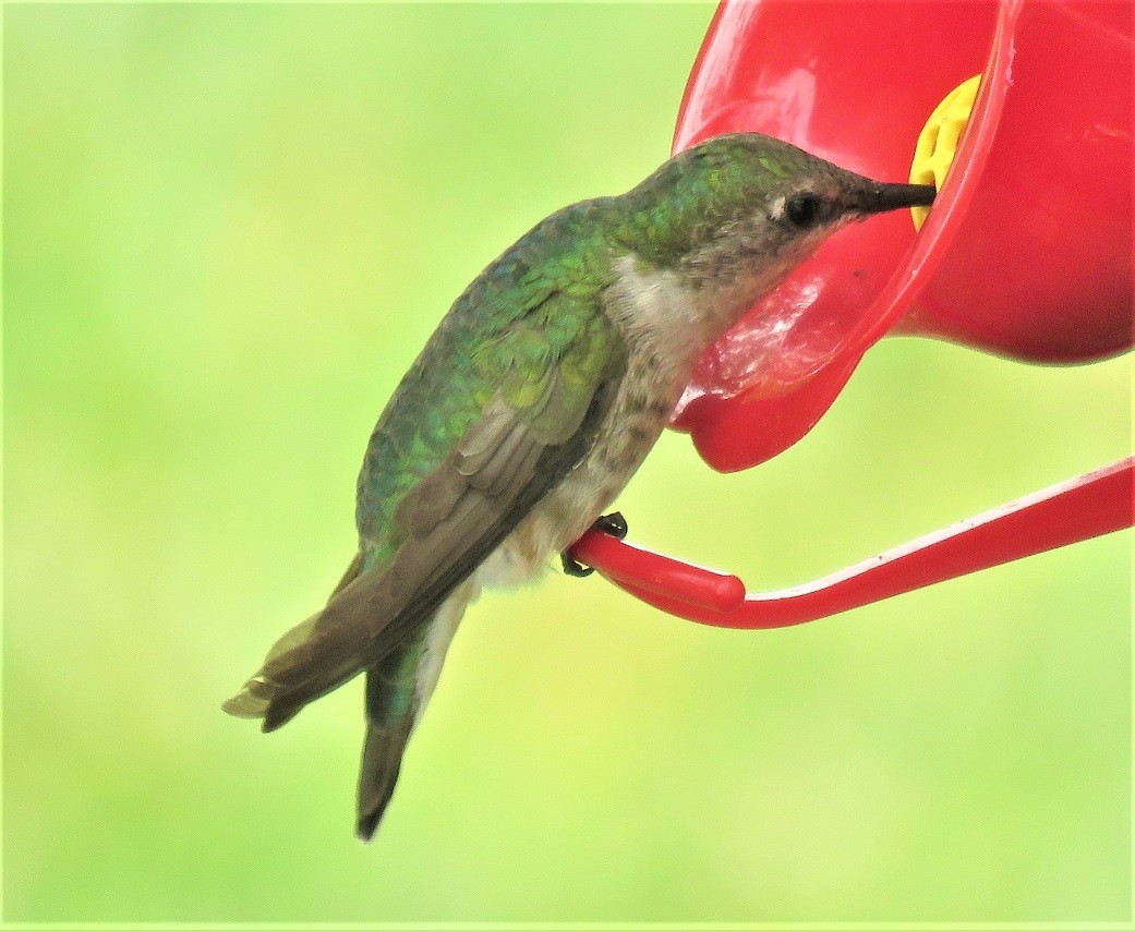 Ruby-throated Hummingbird - ML111878961