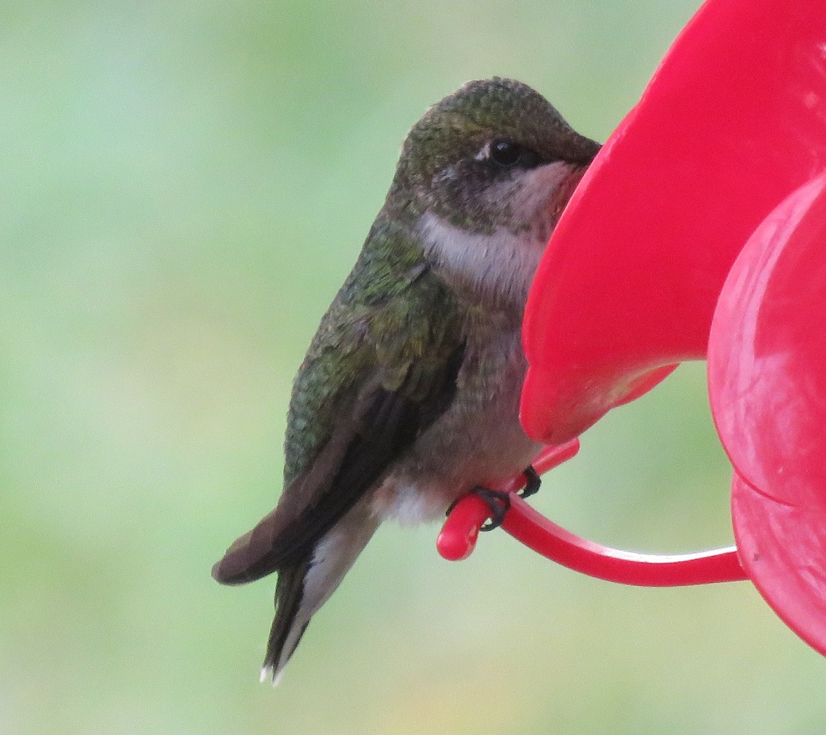 Ruby-throated Hummingbird - ML111881011