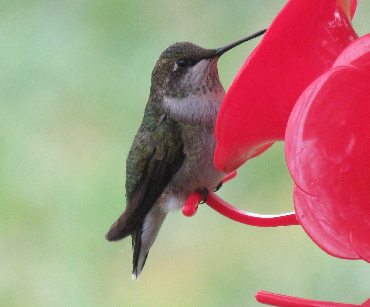 Ruby-throated Hummingbird - ML111881031