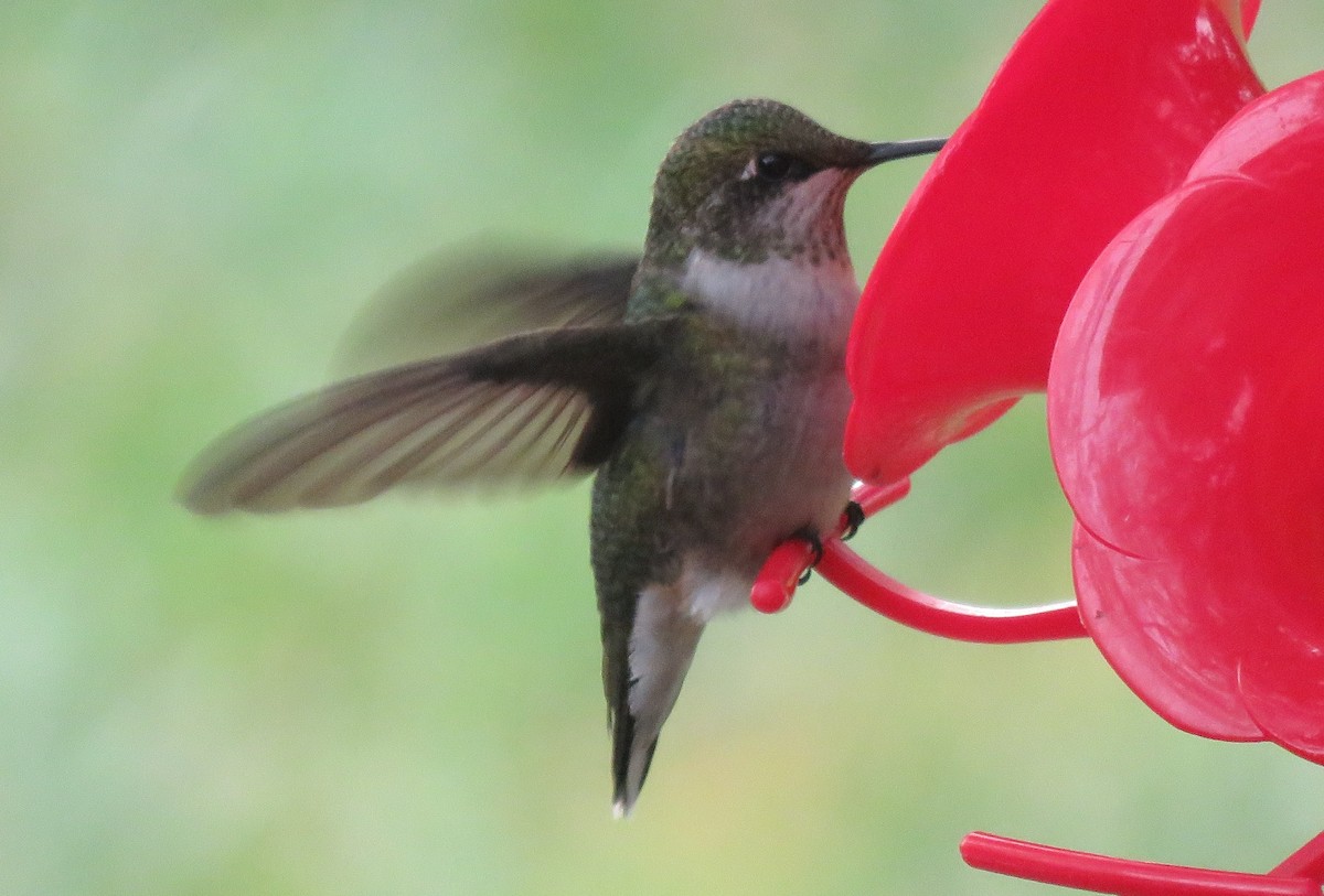 Ruby-throated Hummingbird - ML111881051