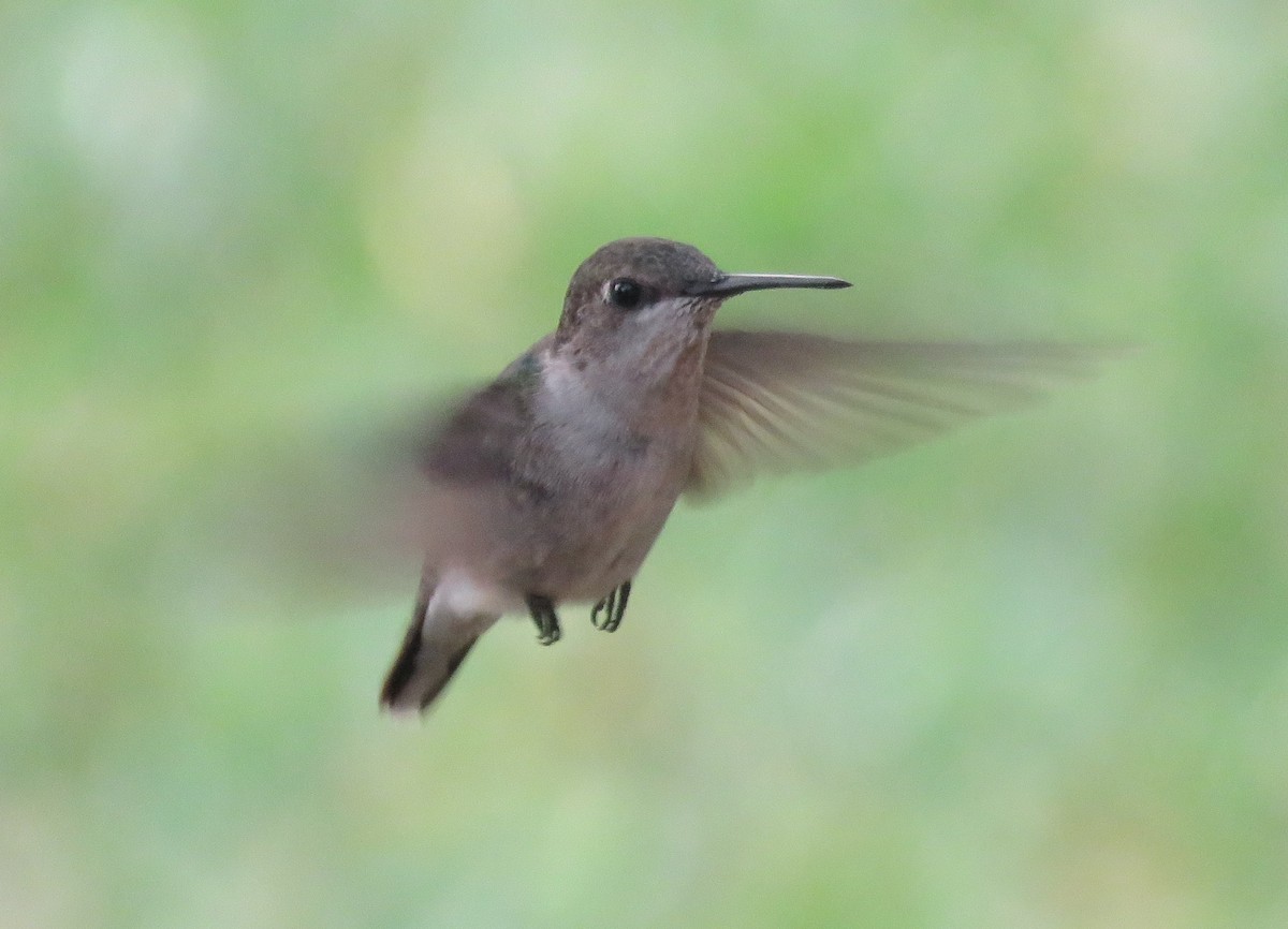 Ruby-throated Hummingbird - ML111881081