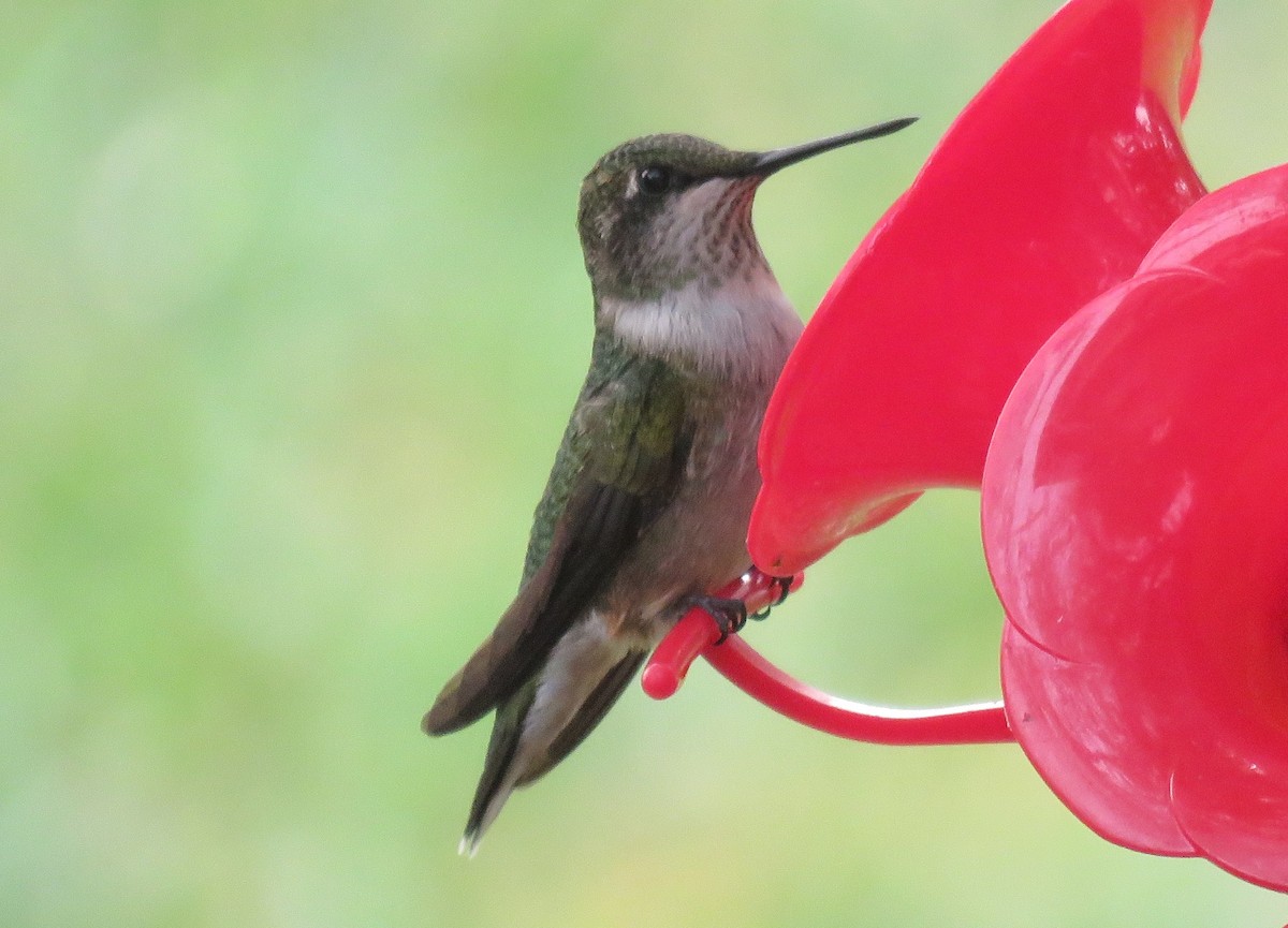 Ruby-throated Hummingbird - ML111881121