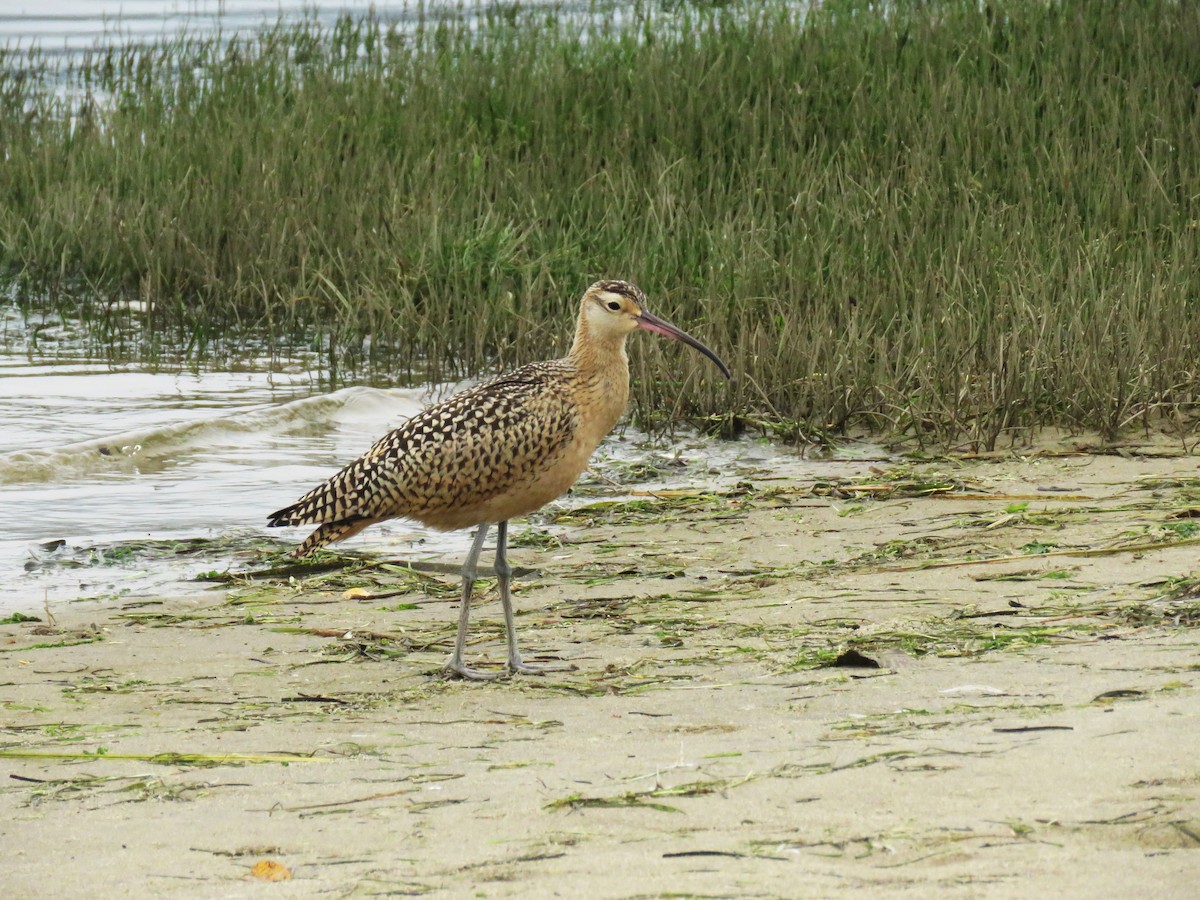Long-billed Curlew - Anonymous