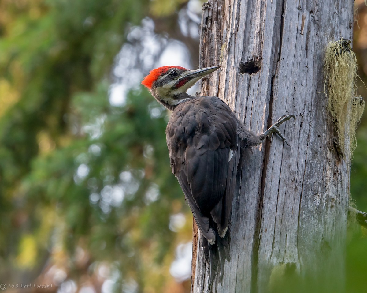 Pileated Woodpecker - Fred Forssell