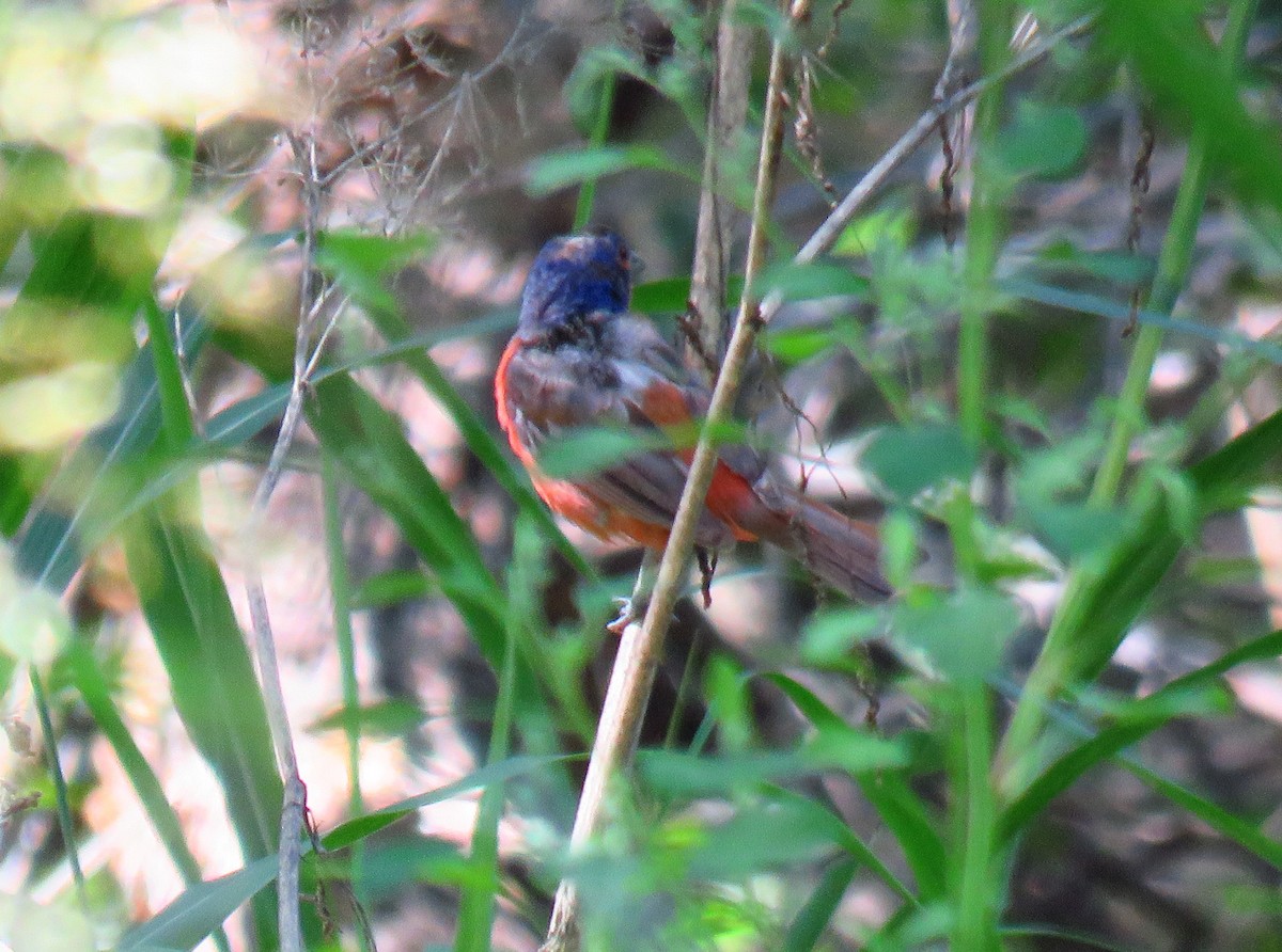 Painted Bunting - Cathy Beck