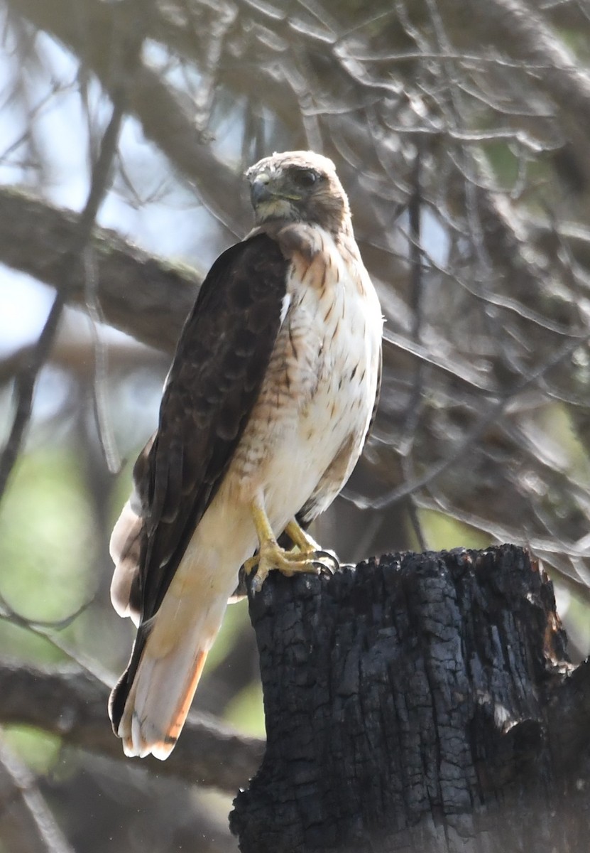 Red-tailed Hawk - ML111887231