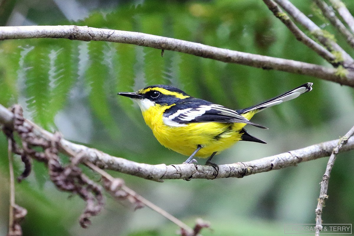 Yellow-breasted Boatbill - ML111888481
