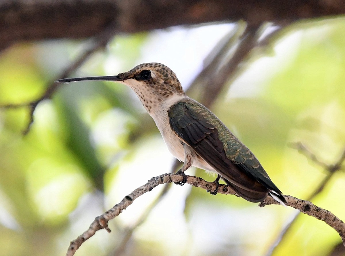 Black-chinned Hummingbird - David Provencher