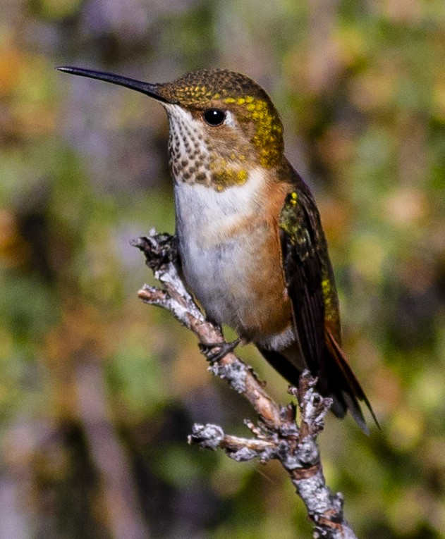 Rufous Hummingbird - Brad Singer