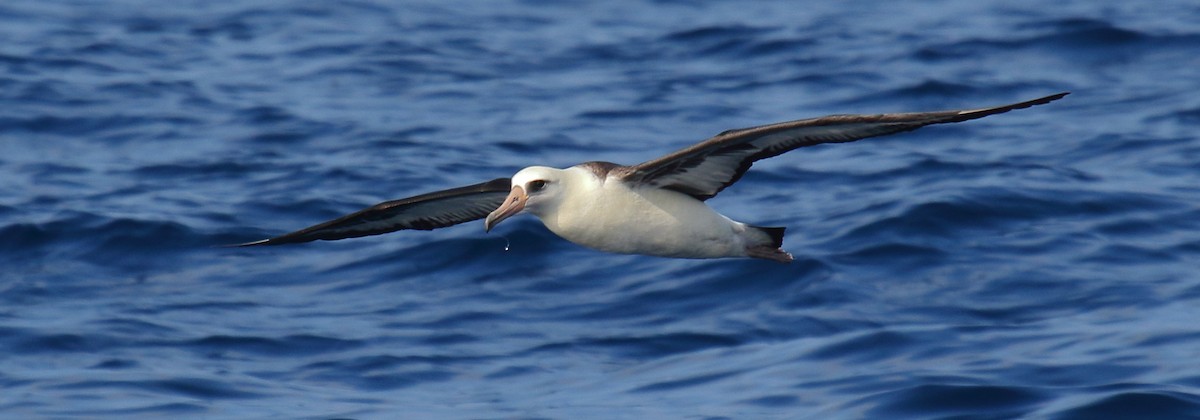 Laysan Albatross - ML111903401