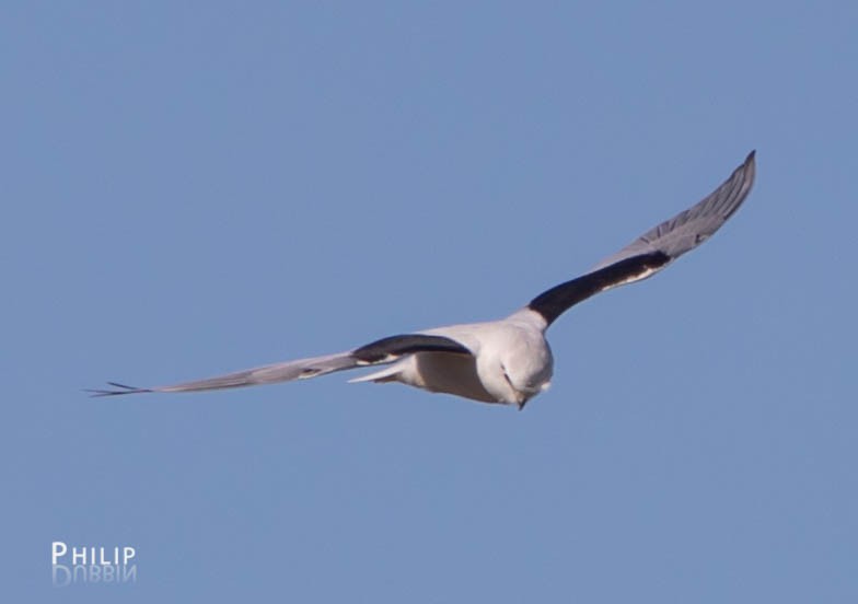 Black-shouldered Kite - ML111905501