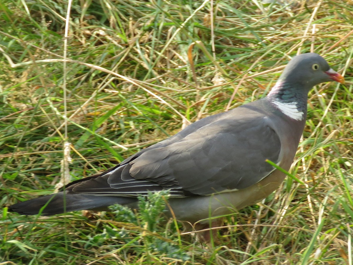 Common Wood-Pigeon - ML111915361