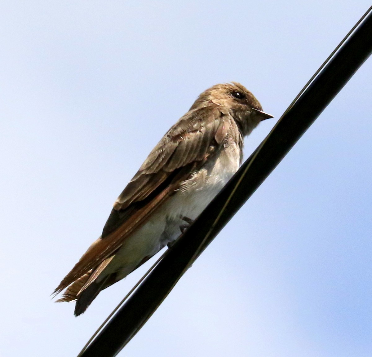 Northern Rough-winged Swallow - kevin dougherty
