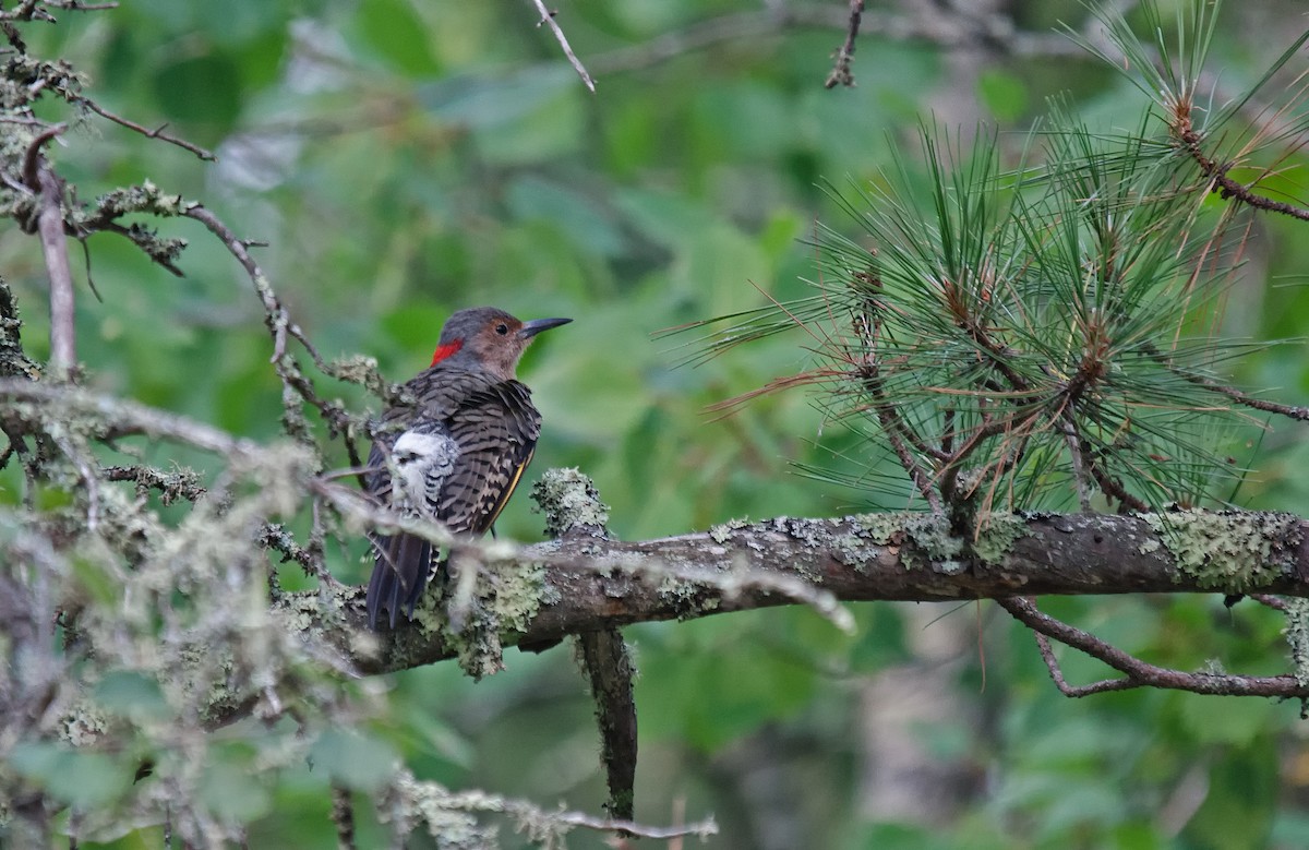 Northern Flicker (Yellow-shafted) - ML111920611