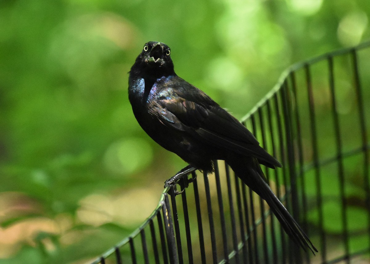Common Grackle - Don Carbaugh