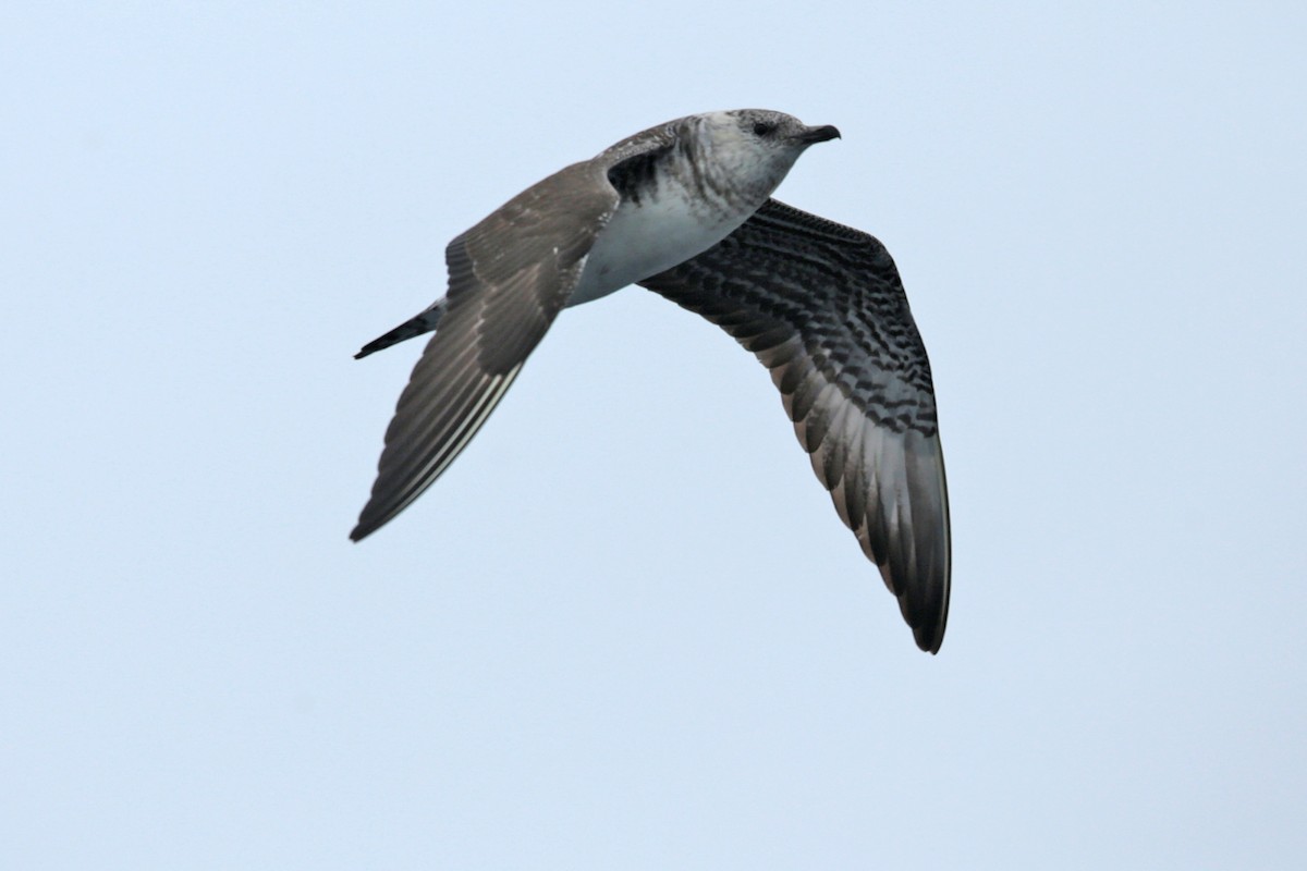 Long-tailed Jaeger - ML111924331