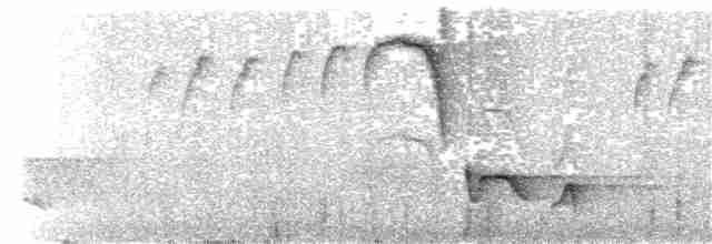 Troglodyte à poitrine grise - ML111926181