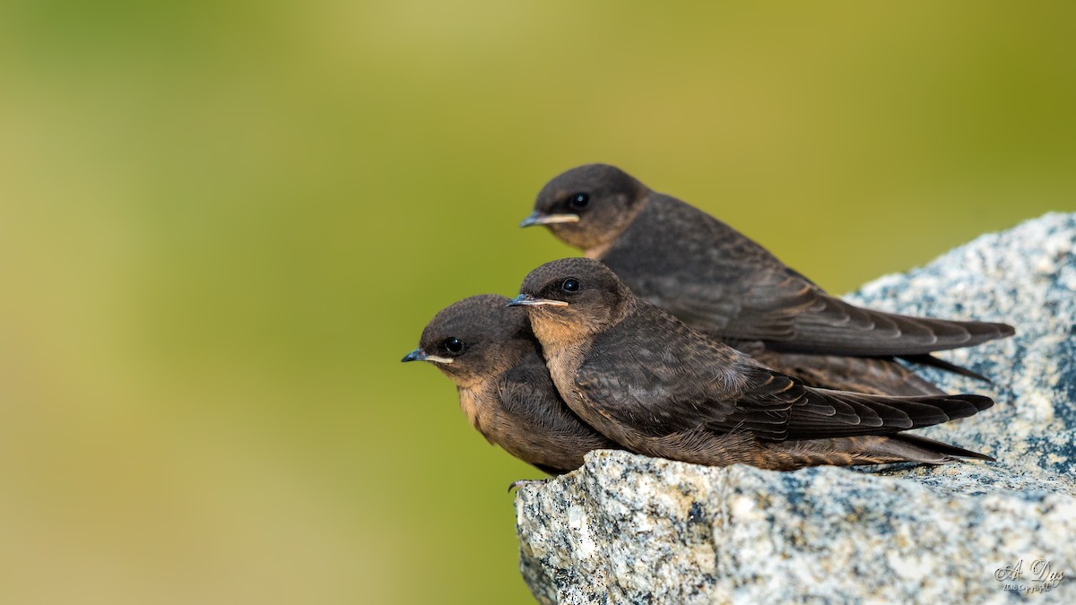 Dusky Crag-Martin - Abhishek Das