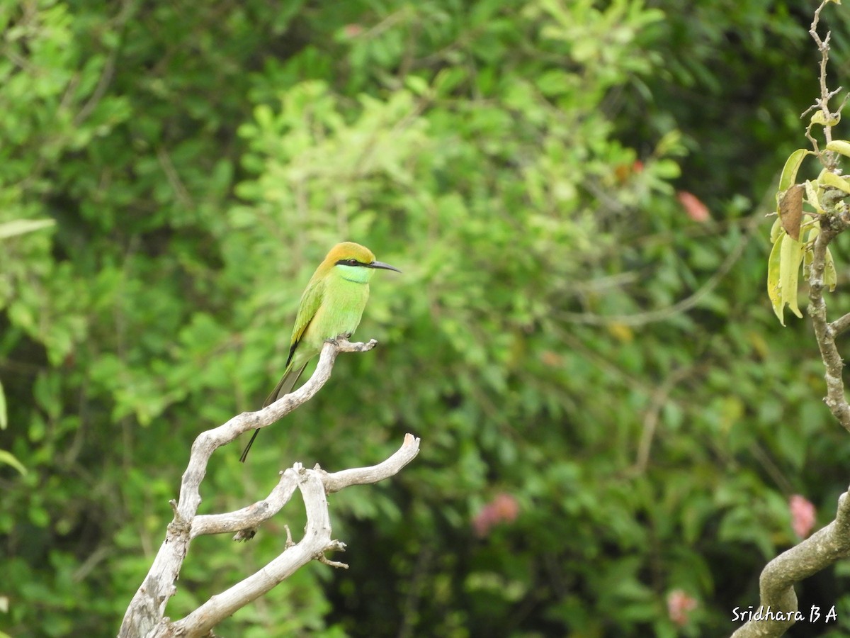Asian Green Bee-eater - Sridhara B A