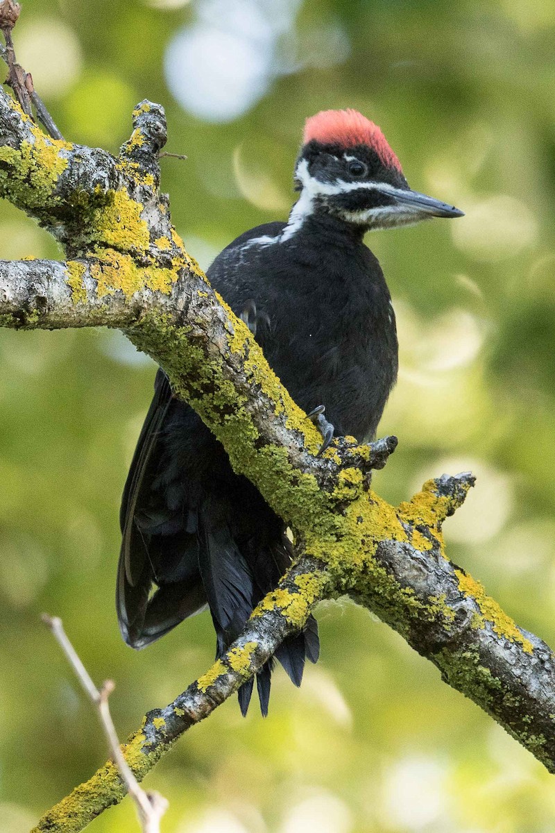 Pileated Woodpecker - Eric VanderWerf
