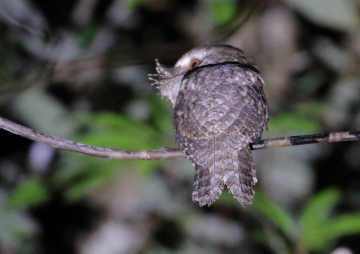Marbled Frogmouth - ML111936061