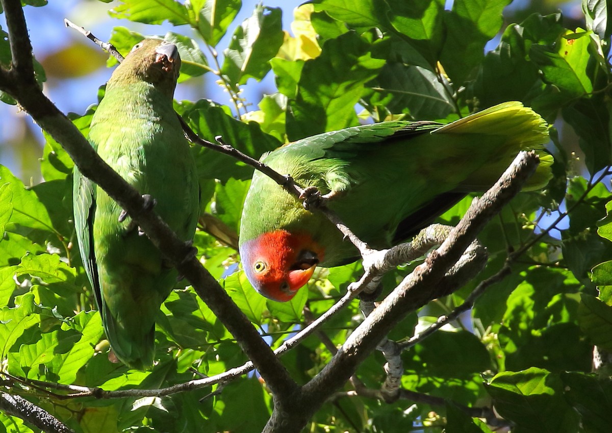 Red-cheeked Parrot - ML111936081