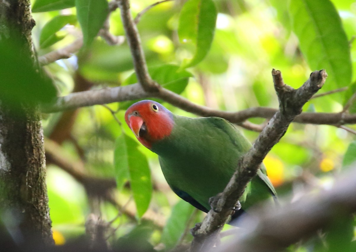 Red-cheeked Parrot - ML111936131