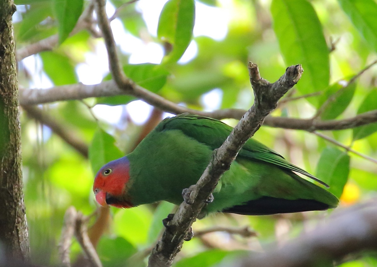 Red-cheeked Parrot - ML111936141