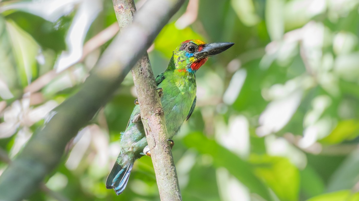 Red-throated Barbet - ML111938701