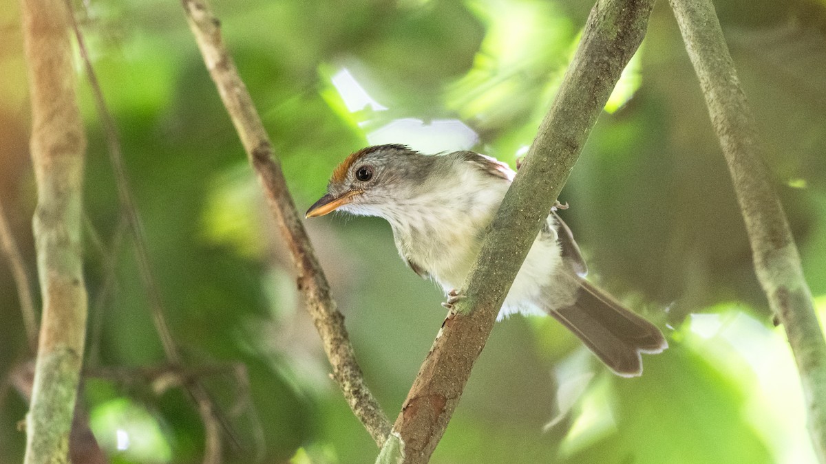 Rufous-crowned Babbler - Hong Yao Lim