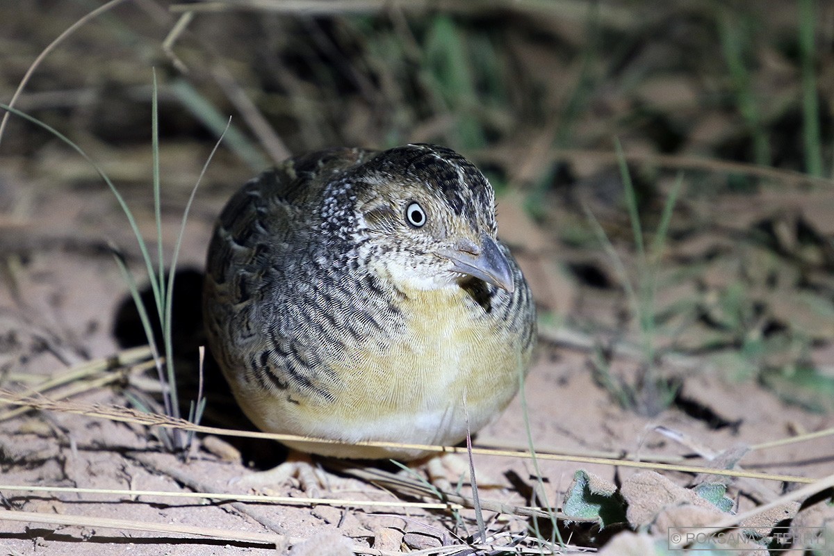 Red-chested Buttonquail - Roksana and Terry