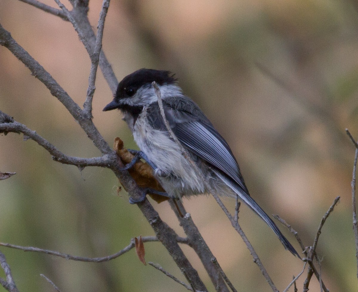 Black-capped Chickadee - Don Coons