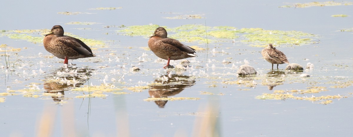 Blue-winged Teal - Don Coons