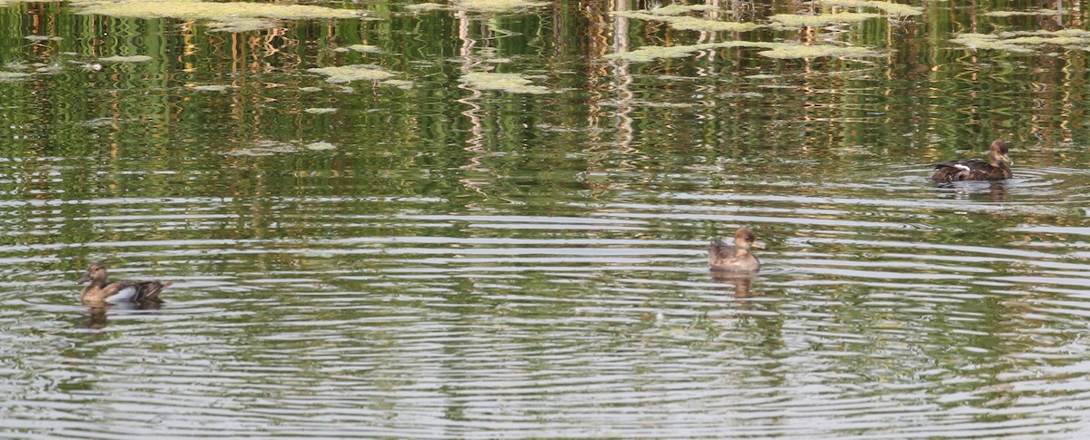 Blue-winged Teal - Don Coons