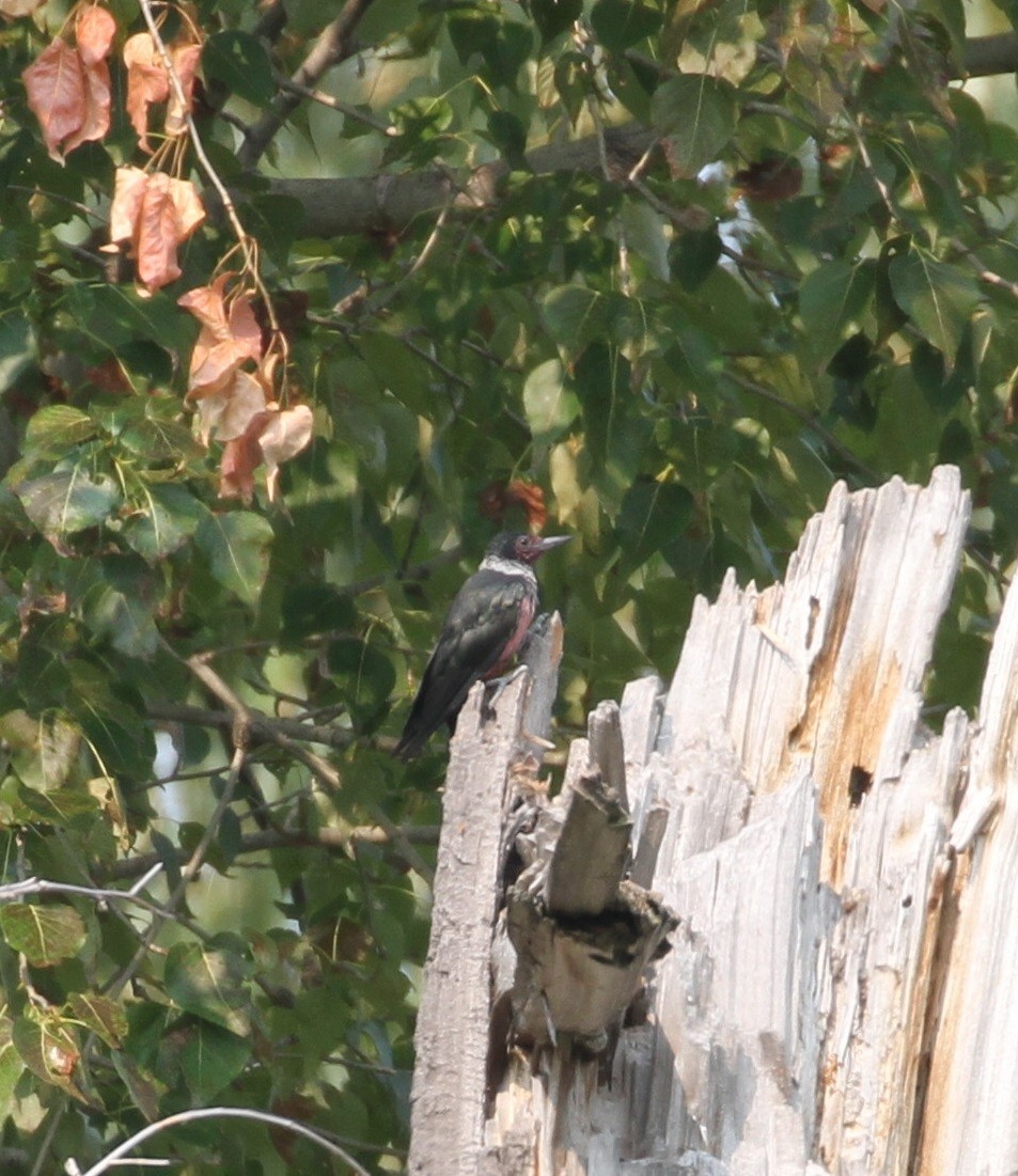 Lewis's Woodpecker - Don Coons