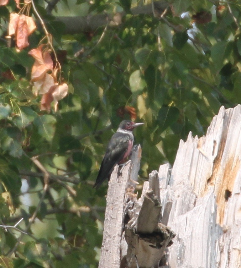 Lewis's Woodpecker - Don Coons