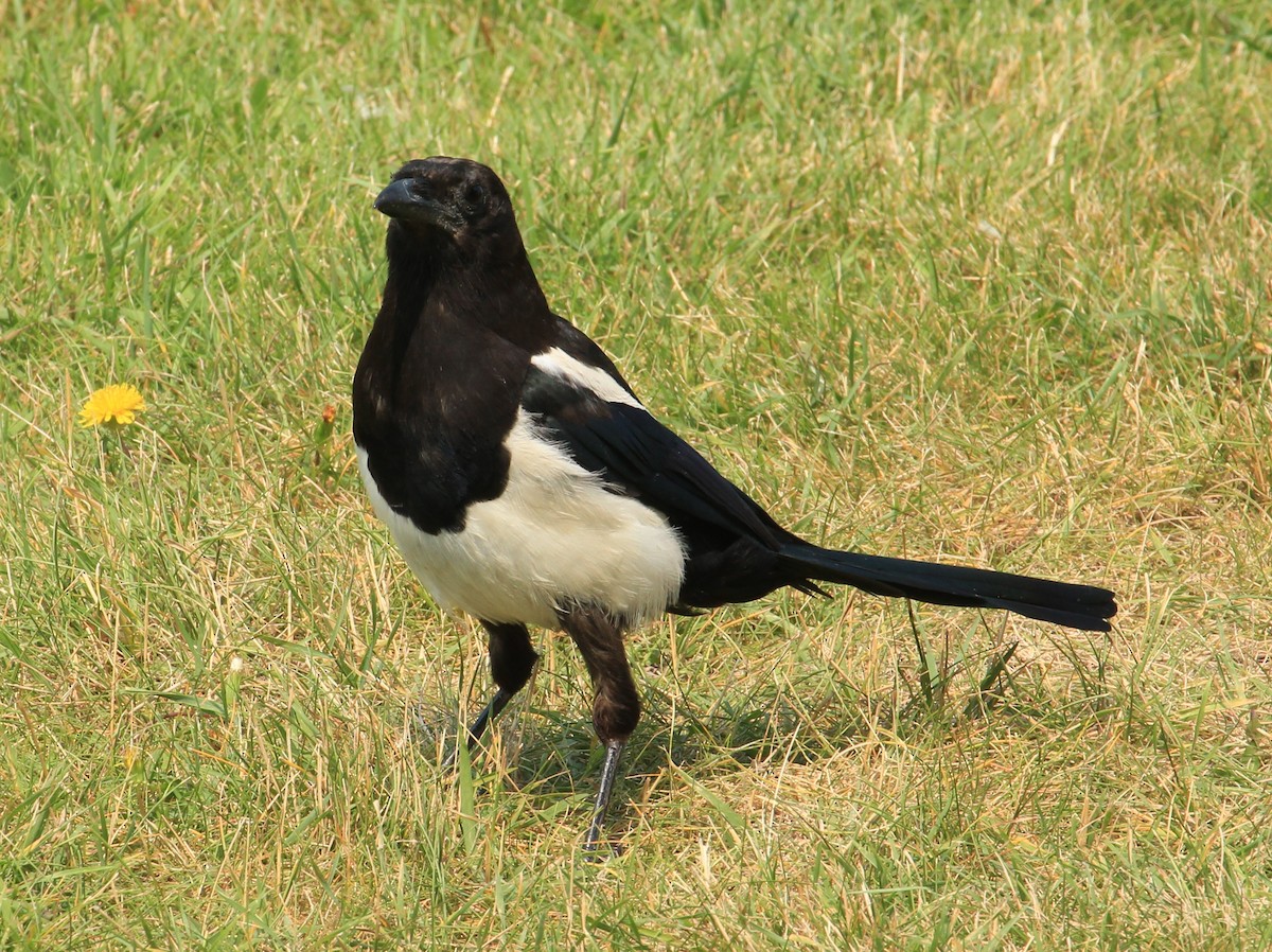 Black-billed Magpie - Don Coons