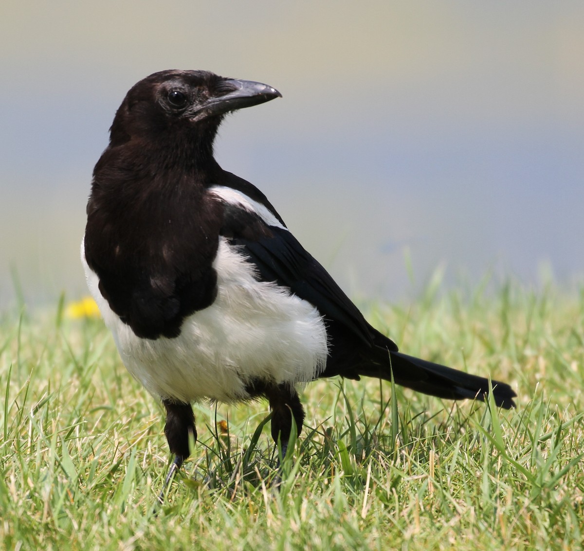 Black-billed Magpie - Don Coons