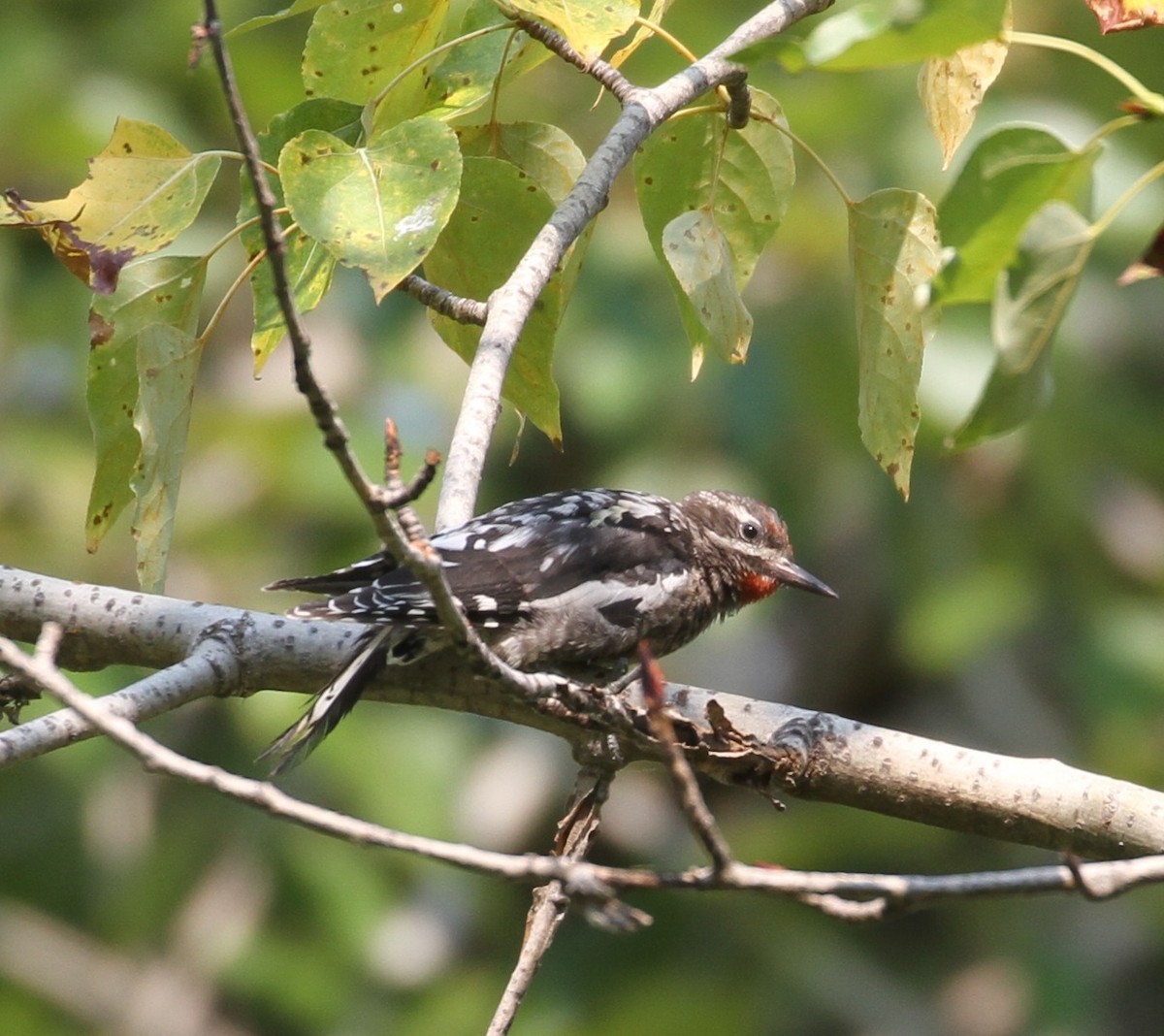 Red-naped Sapsucker - Don Coons