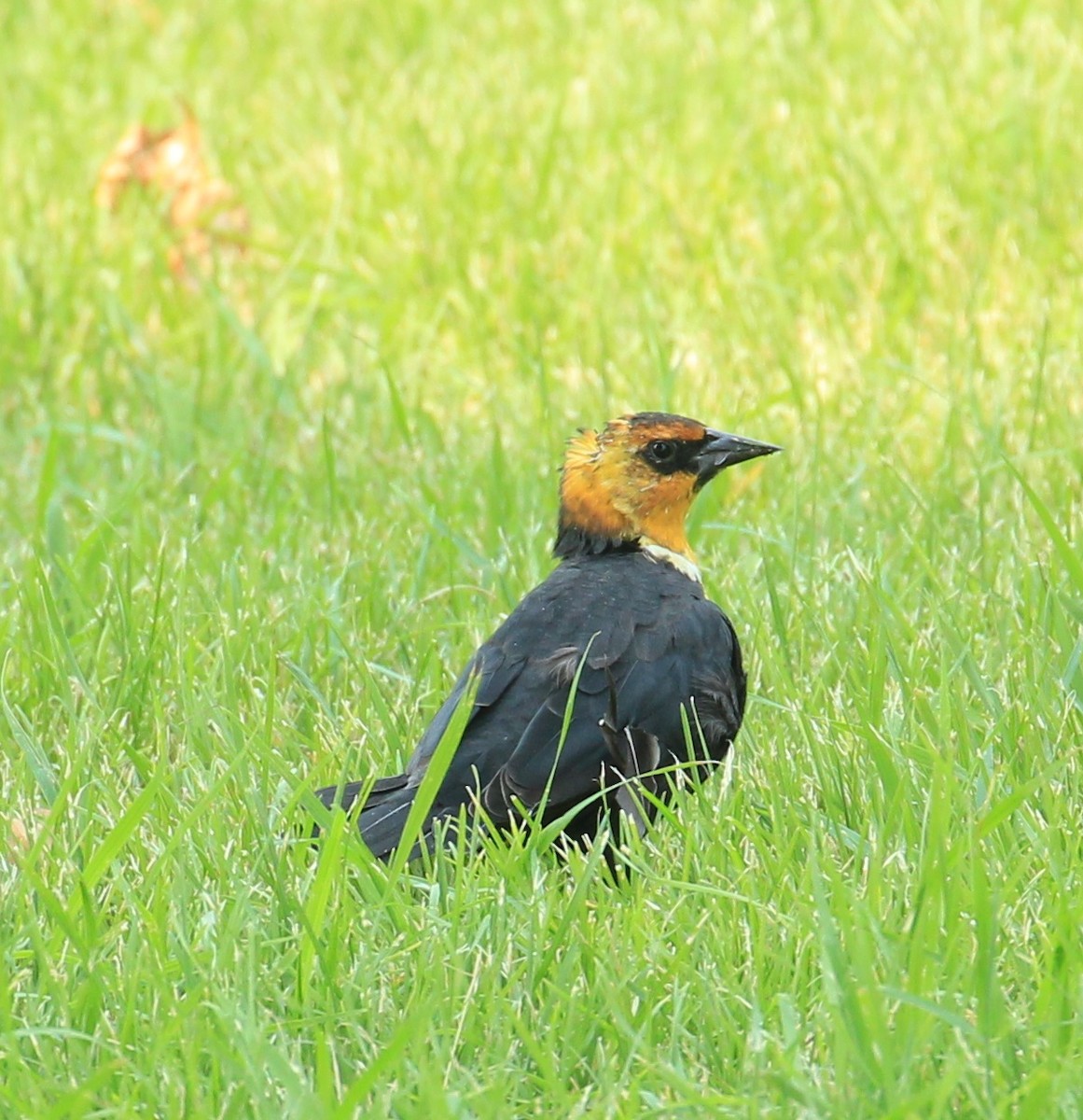 Yellow-headed Blackbird - ML111944511