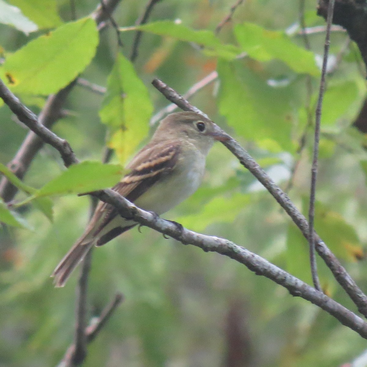 eBird Checklist 22 Aug 2018 Lettuce Lake County Park 26 species