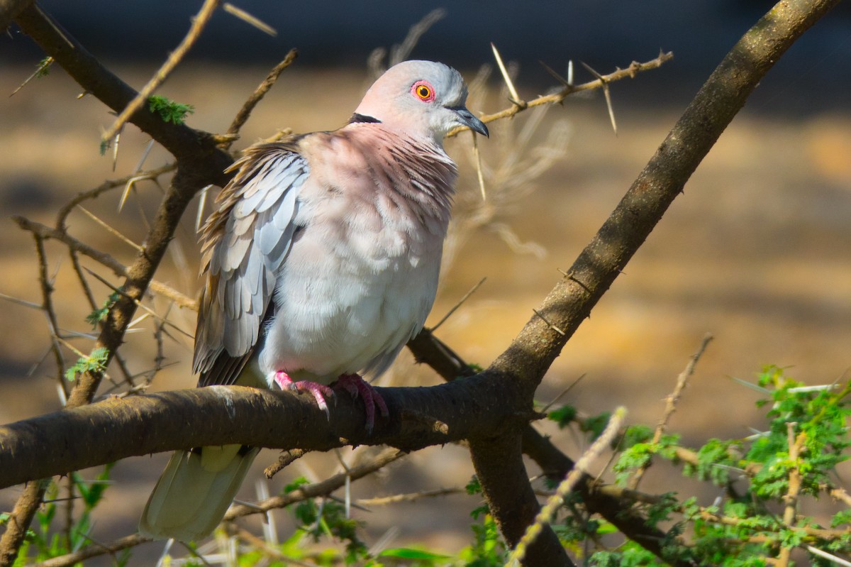 Mourning Collared-Dove - ML111945681